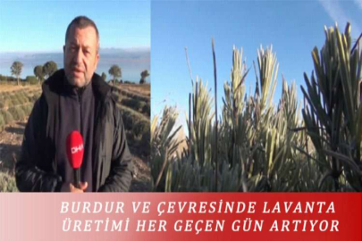 AKÇAKÖY LAVANTA DERESİ’NDE HASAT BAŞLADI