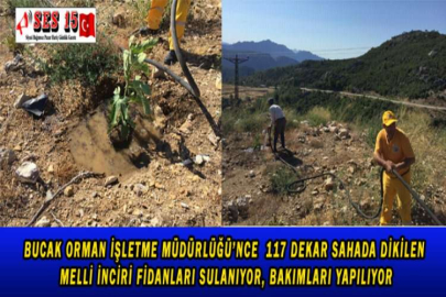 MEŞHUR MELLİ İNCİRİ, TADIYLA SOFRALARI ŞENLENDİRİYOR