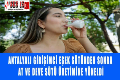 ANTALYALI GİRİŞİMCİ EŞEK SÜTÜNDEN SONRA AT VE DEVE SÜTÜ ÜRETİMİNE YÖNELDİ
