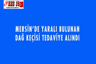 MERSİN'DE YARALI BULUNAN DAĞ KEÇİSİ TEDAVİYE ALINDI