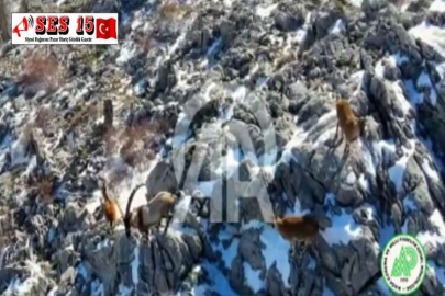 ANTALYA'DA YABAN KEÇİSİ SÜRÜSÜ GÖRÜNTÜLENDİ