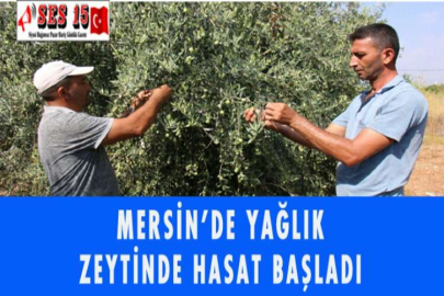 MERSİN'DE YAĞLIK ZEYTİNDE HASAT BAŞLADI