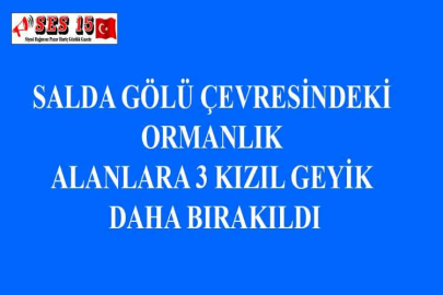 SALDA GÖLÜ ÇEVRESİNDEKİ ORMANLIK ALANLARA 3 KIZIL GEYİK DAHA BIRAKILDI