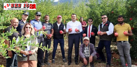 FİNİKE'DE NAR HASADI BAŞLADI