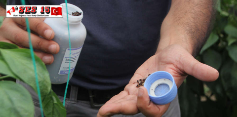 SERİK'TE BİYOLOJİK MÜCADELE İÇİN BİBER SERASINA "FAYDALI BÖCEK" BIRAKILDI