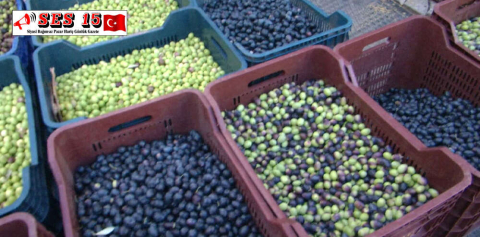KIŞLIK ZEYTİNLER, PAZAR TEZGÂHLARINDA GÖRÜCÜYE ÇIKTI