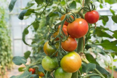 BİYOLOJİK MÜCADELEYE 184 MİLYON LİRA DESTEK