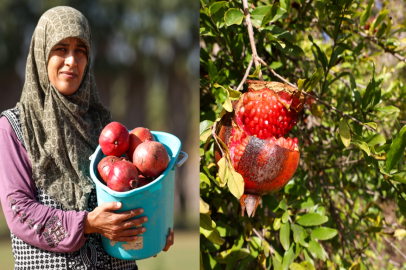 TÜRKİYE'NİN NAR ÜRETİMİNİN DÖRTTE BİRİNİ KARŞILIYOR