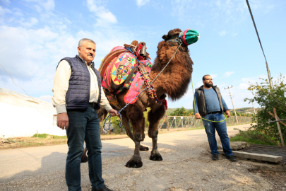 Güreş sahalarının yenilmez devesi "Arslanbey"e özel bakım ve beslenme programı