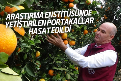 Araştırma Enstitüsünde Yetiştirilen Portakallar Hasat Edildi