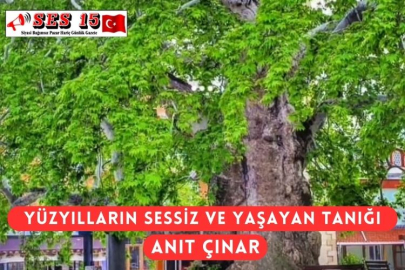 Yüzyılların Sessiz Ve Yaşayan Tanığı Anıt Çınar