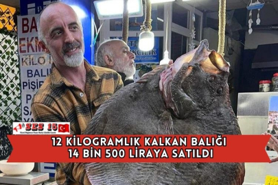 12 Kilogramlık Kalkan Balığı 14 Bin 500 Liraya Satıldı