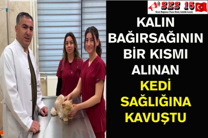 Kalın Bağırsağının Bir Kısmı Alınan Kedi Sağlığına Kavuştu