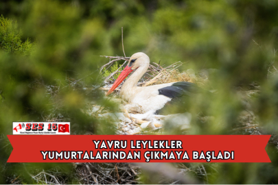 Yavru Leylekler Yumurtalarından Çıkmaya Başladı