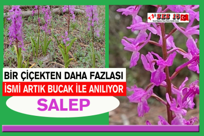 Bir Çiçekten Daha Fazlası: Salep