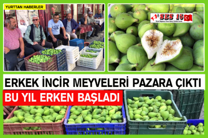 Erkek İncir Meyveleri Pazara Çıktı