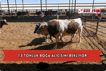 1,3 Tonluk Boğa Alıcısını Bekliyor