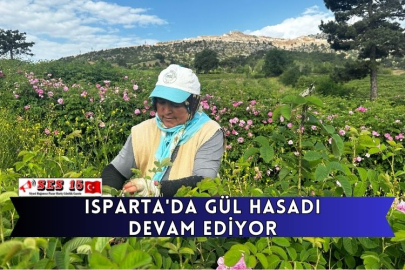 Isparta'da Gül Hasadı Devam Ediyor