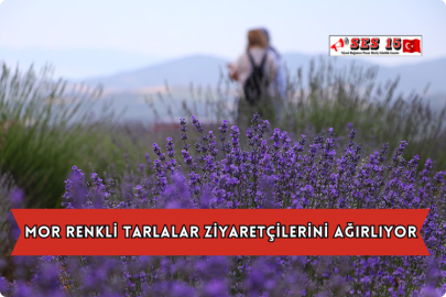 Mor Renkli Tarlalar Ziyaretçilerini Ağırlıyor