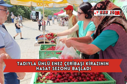 Tadıyla Ünlü Enez Çeribaşı Kirazının Hasat Sezonu Başladı