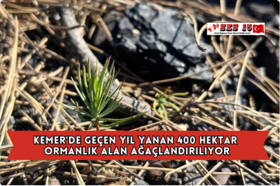 Kemer'de Geçen Yıl Yanan 400 Hektar Ormanlık Alan Ağaçlandırılıyor
