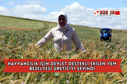 Hayvancılık İçin Devlet Destekli Ekilen Yem Bezelyesi Üreticiyi Sevindi