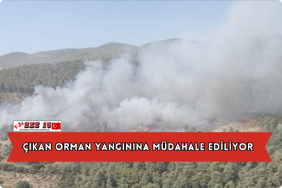 Çıkan Orman Yangınına Müdahale Ediliyor