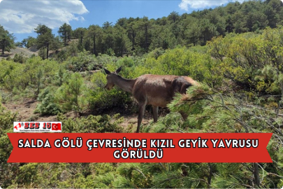 Salda Gölü Çevresinde Kızıl Geyik Yavrusu Görüldü