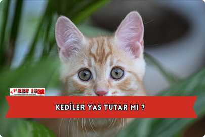 Kediler Yas Tutar Mı ?