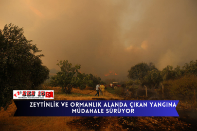 Zeytinlik Ve Ormanlık Alanda Çıkan Yangına Müdahale Sürüyor