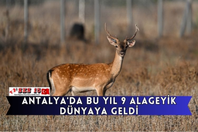 Antalya'da Bu Yıl 9 Alageyik Dünyaya Geldi
