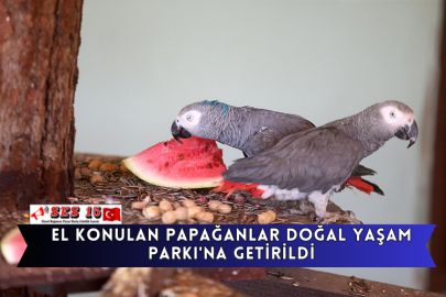 El Konulan Papağanlar Doğal Yaşam Parkı'na getirildi.