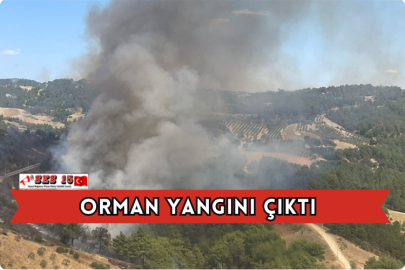 Orman Yangını Çıktı