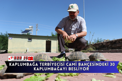Kaplumbağa Terbiyecisi Cami Bahçesindeki 30 Kaplumbağayı Besliyor