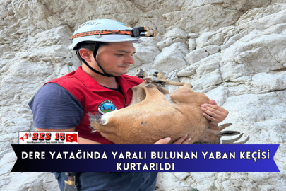 Dere Yatağında Yaralı Bulunan Yaban Keçisi Kurtarıldı