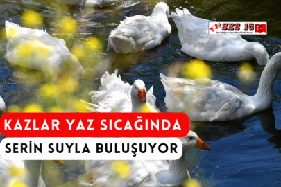 Kazlar Yaz Sıcağında Serin Suyla Buluşuyor