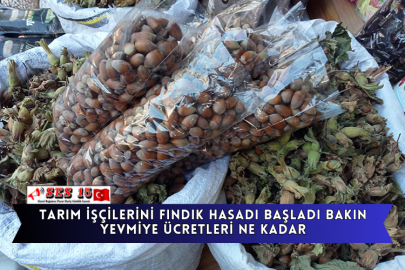 Tarım İşçilerini Fındık Hasadı Başladı Bakın Yevmiye Ücretleri Ne kadar