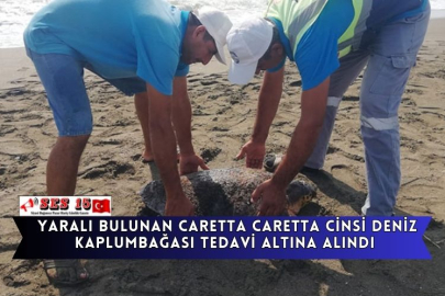 Yaralı Bulunan Caretta Caretta Cinsi Deniz Kaplumbağası Tedavi Altına Alındı.