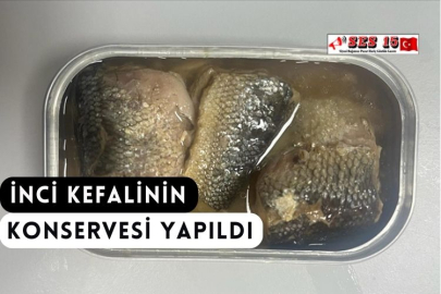 İnci Kefalinin Konservesi Yapıldı