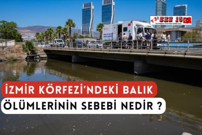 İzmir Körfezi’ndeki Balık Ölümlerinin Sebebi Nedir ?