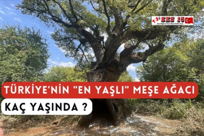 Türkiye'nin "En Yaşlı" Meşe Ağacı Kaç Yaşında ?