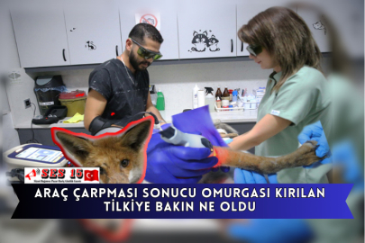 Araç Çarpması Sonucu Omurgası Kırılan Tilkiye Bakın Ne Oldu