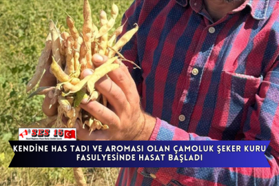 Kendine Has Tadı Ve Aroması Olan Çamoluk Şeker Kuru Fasulyesinde Hasat Başladı