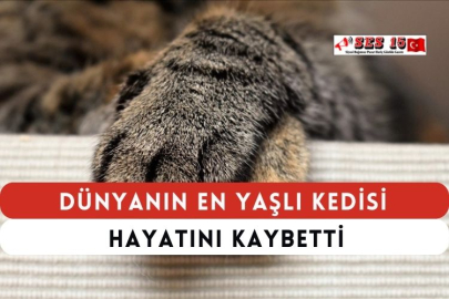 Dünyanın En Yaşlı Kedisi Hayatını Kaybetti