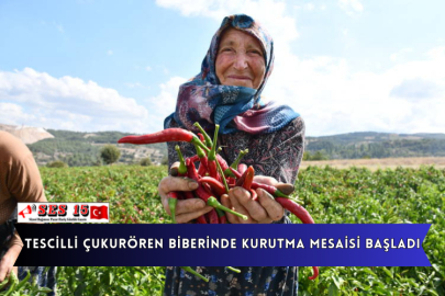 Tescilli Çukurören Biberinde Kurutma Mesaisi Başladı