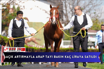 Açık Artırmayla Arap Tayı Bakın Kaç Liraya Satıldı