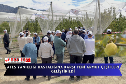 Ateş Yanıklığı Hastalığına Karşı Yeni Armut Çeşitleri Geliştirildi