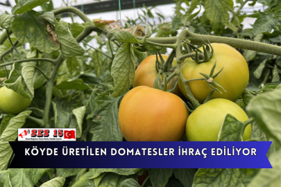 Isparta'nın Köyünde Üretilen Domatesler İhraç Ediliyor