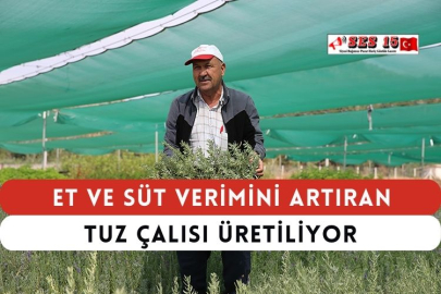 Et ve Süt Verimini Artıran Tuz Çalısı Üretiliyor