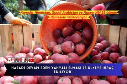 Hasadı Devam Eden Yahyalı Elması 25 Ülkeye İhraç Ediliyor